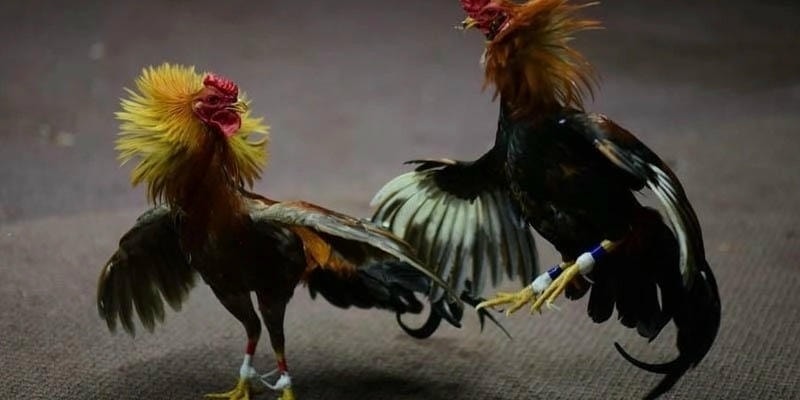 Giới Thiệu Chung về Chọi Gà Online và SIN88